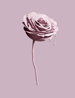 Fondo de pantalla estética Tumblr de rosa rosa — Estética tumblr Fondos de pantalla