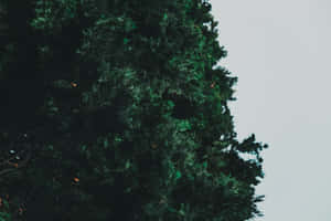 Imágenes de estética verde oscuro — MacBook Air Fondos de pantalla