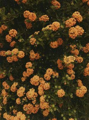 Estética Vintage de Flores Naranjas Pequeñas — Fondo de pantalla aesthetic para iPhone Fondos de pantalla