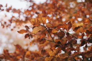 Estética Vintage Hojas de Otoño