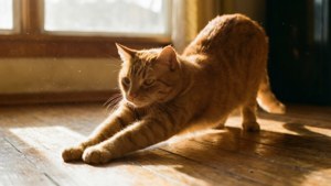 Un gato atigrado anaranjado estirándose en la cálida luz de la mañana sobre un piso de madera. — Gato Fondos de pantalla