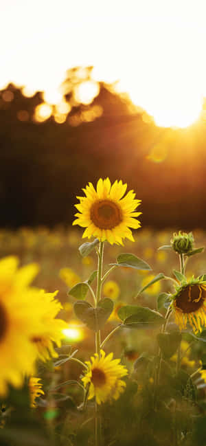 Fondo de Girasoles — Galaxia A17 Fondos de pantalla
