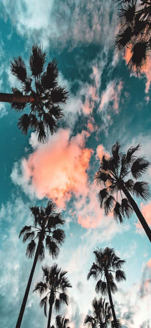 Fondo de California para iPhone X — Verano Fondos de pantalla