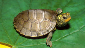 ¡Explora el mundo con esta linda tortuga! — Tortuga genial Fondos de pantalla