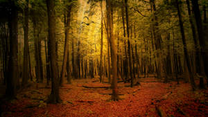 Bosque con árboles altos y hojas anaranjadas caídas en el suelo, paisaje durante la temporada de otoño. — Otoño Fondos de pantalla