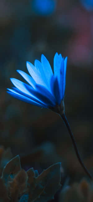 Iphone Flores — iPhone 16 Fondos de pantalla