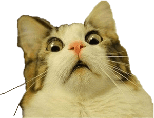 #sorprendido #gato #freetoedit - Fondo Transparente de Meme de Gato, Descarga PNG HD