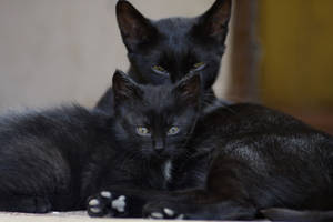 Fondo de pantalla de familia de gatos negros animales