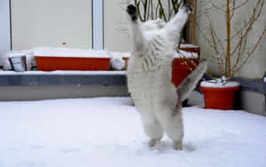 Felino Nevado Juguetón.jpg