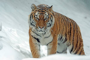 Feroz Harimau Caminando en la Nieve — Tigre Fondos de pantalla