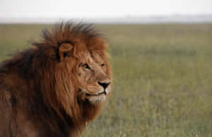 Fotos de leones — León Fondos de pantalla