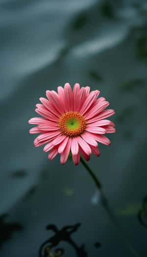belleza,floral,flor,frescura,flora,natural,primavera,fresco,primer plano,liso,foto,planta — Primavera Fondos de pantalla