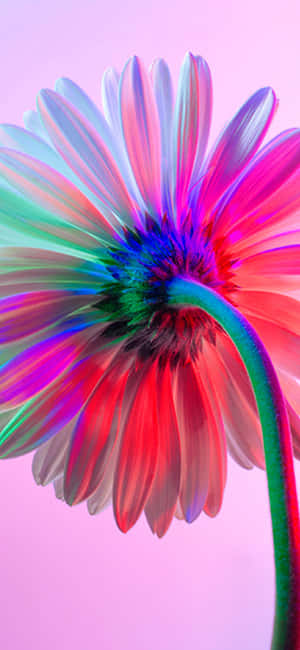 Flor Arcoíris iPhone — iPhone Xs Max Fondos de pantalla