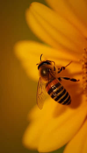 belleza, floral, flor, frescura, flora, natural, primavera, fresco, primer plano, liso, foto, planta — Primavera Fondos de pantalla