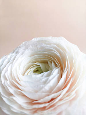 Flor Blanca Pastel iPhone — Floral iPhone Fondos de pantalla