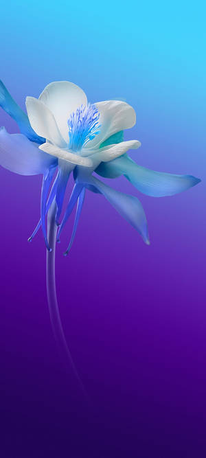 Flor Blanca y Azul Vivo V20 — Oppo F29 Pro Fondos de pantalla