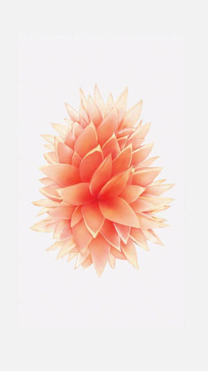 Flor Color Durazno iPhone SE — iPhone Se Fondos de pantalla