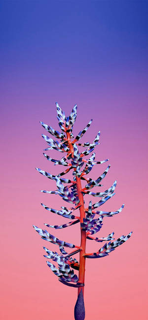 Flor Aechmea Apple — iPhone 17 Pro Fondos de pantalla