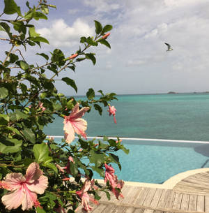 Fondo de pantalla de flor de Antigua y Barbuda — Huawei nova Flip Fondos de pantalla
