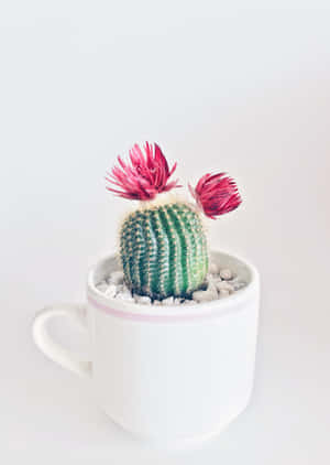 Flor de Cactus en Taza — OnePlus Pad 3 Pro Fondos de pantalla