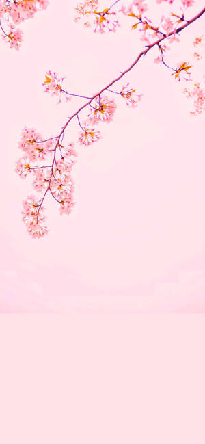 Fondo de pantalla flor de cerezo iPhone 12 — iPhone 12 Fondos de pantalla
