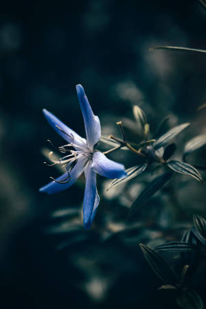Flor de Estrella Azul para iPhone — Floral iPhone Fondos de pantalla