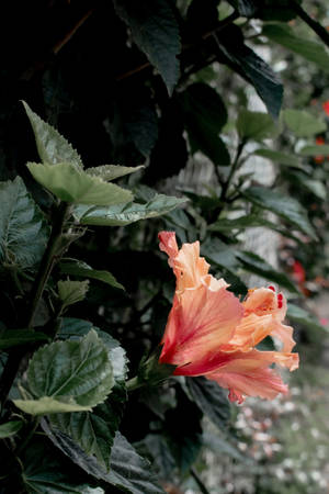 Flor de Hibisco Planta Estética — Estética de plantas Fondos de pantalla