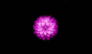Flor de Loto en Floración Cautivadora — Flor de loto Fondos de pantalla