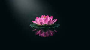 loto, loto rosa, lirio de agua, reflejo, zen, meditación, bienestar, flotando, minimalista, spa, tranquilo, serenidad, fondo oscuro, naturaleza, flor, florecimiento, pureza, espiritualidad, yoga, relajación