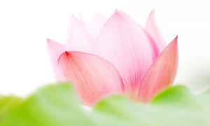 Flor de Loto Rosa Cautivadora — Flor de loto Fondos de pantalla