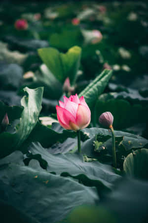 Flor de Loto Serena Floreciendo en un Estanque Tranquilo — Flor de loto Fondos de pantalla