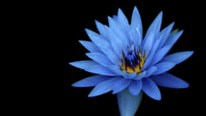 Flor de Loto Serena al Amanecer — Flor de loto Fondos de pantalla