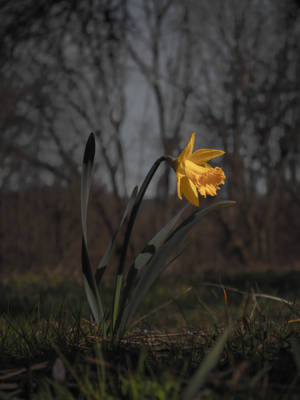 Fondo de pantalla de flor de narciso amarillo floreciendo al atardecer — 3:4 Fondos de pantalla