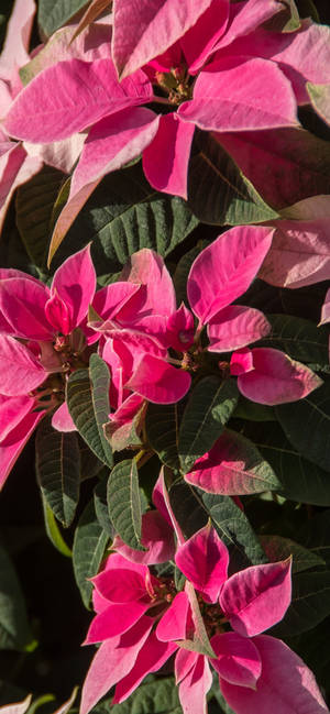 Fondo de pantalla Flor de Nochebuena Rosa HD — iPhone 15 Pro Fondos de pantalla