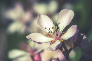 Fondo de pantalla de flor de primavera con enfoque selectivo