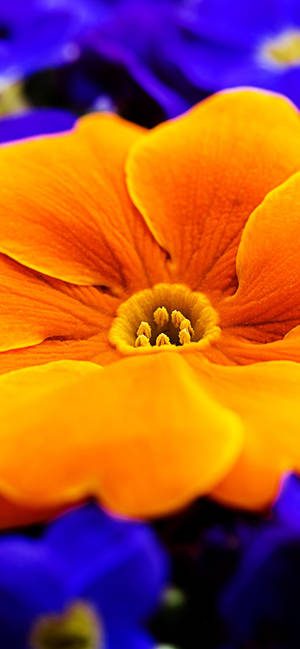 Fondo de pantalla de flor de primavera naranja — iPhone 17 Fondos de pantalla