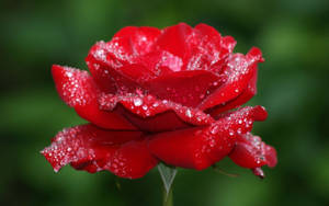 Fondos de pantalla de flor de rosa — Flor de rosa Fondos de pantalla