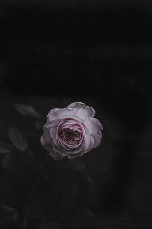 flor de rosa — Flor de rosa Fondos de pantalla
