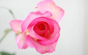 Fondos de pantalla de flores de rosa — Flor de rosa Fondos de pantalla