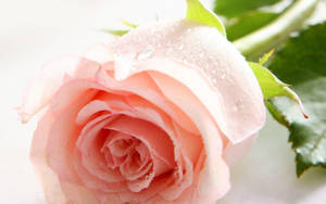 Fondos de pantalla para > Fondos de pantalla de flor de rosa natural — Flor de rosa Fondos de pantalla