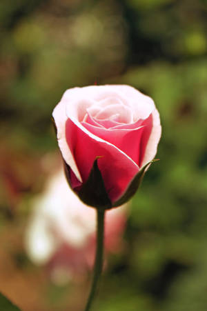 rosa rosa — Flor de rosa Fondos de pantalla