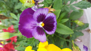 Flor encantadora de púrpura y amarillo