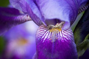 Flor grande morada y linda