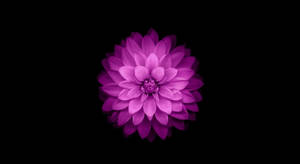 Flor Morada Macbook Air — MacBook Air Fondos de pantalla