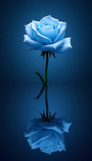 belleza, floral, flor, frescura, flora, natural, primavera, fresco, primer plano, liso, foto, planta — Primavera Fondos de pantalla