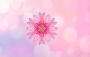 Fondo de pantalla Flor Rosa Huawei — Huawei Fondos de pantalla