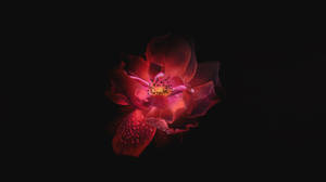 Fondo de pantalla Flor Rosa OLED
