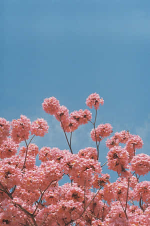 Fondo de flor rosada