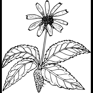 Flor Silvestre_Boceto_Ilustración.png