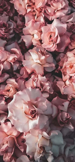 Flores para iPhone — iPhone 15 Fondos de pantalla